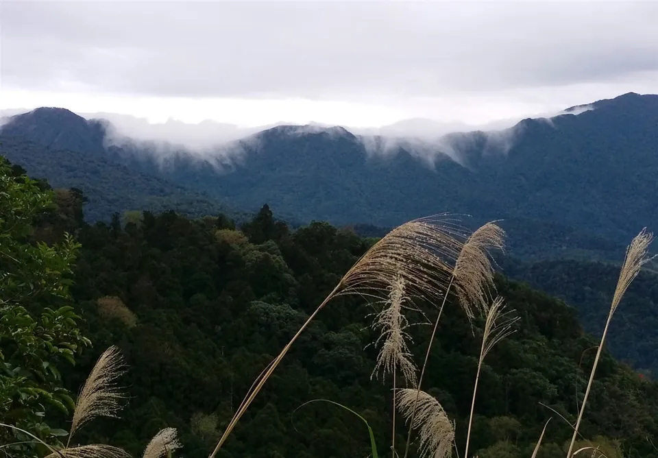 東眼山國家森林遊樂區