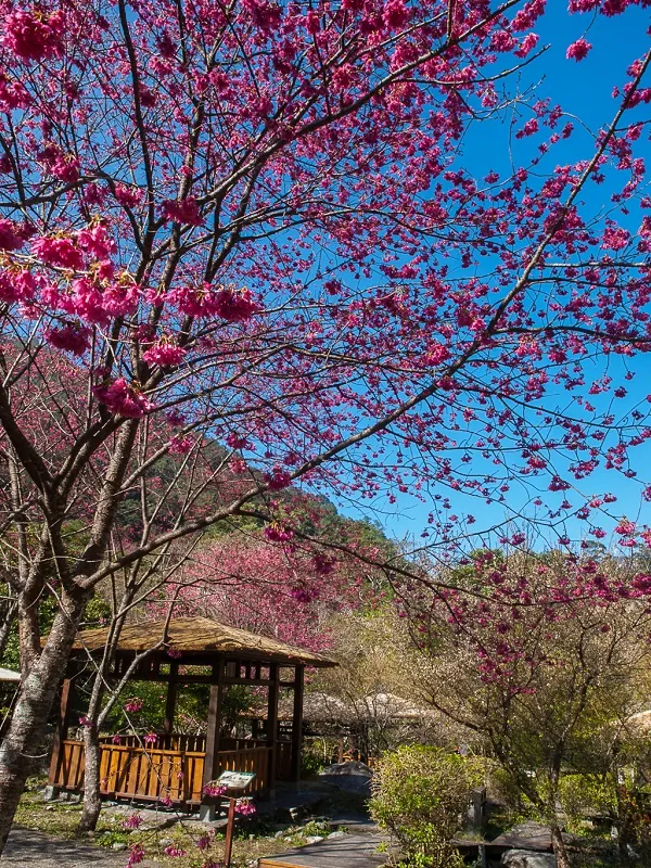 八仙山國家森林遊樂區