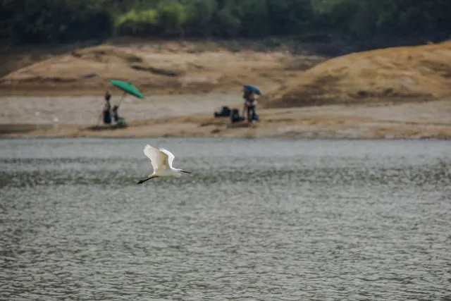 頭寮大池賞鳥