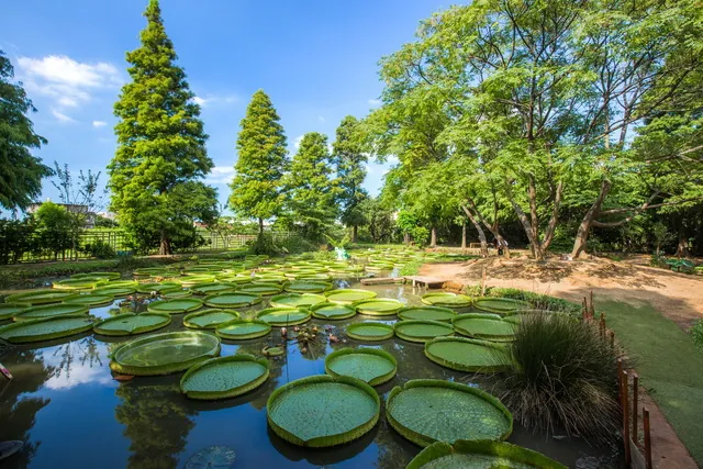 蓮荷園休閒農場蓮花