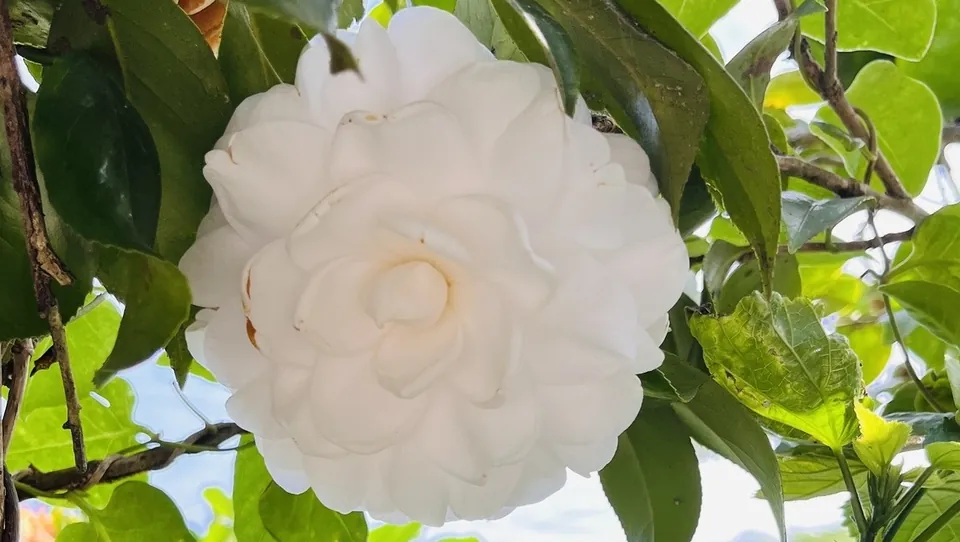 深井村茶花園區