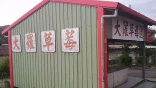 大羅草莓園