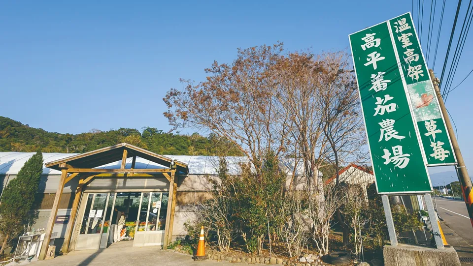 高平番茄農場
