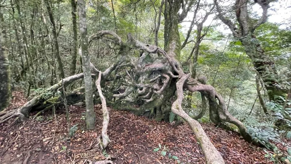 北得拉曼巨木群