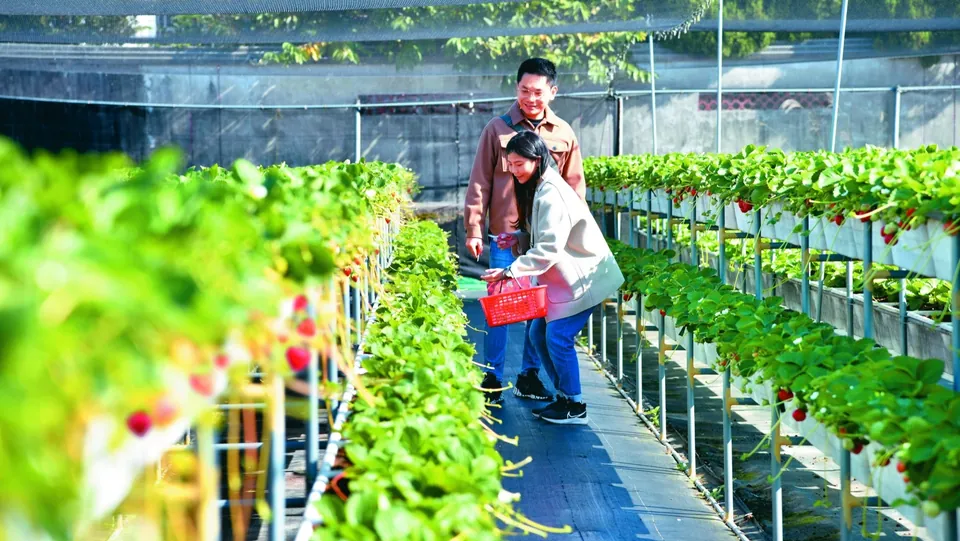 大眾草莓園
