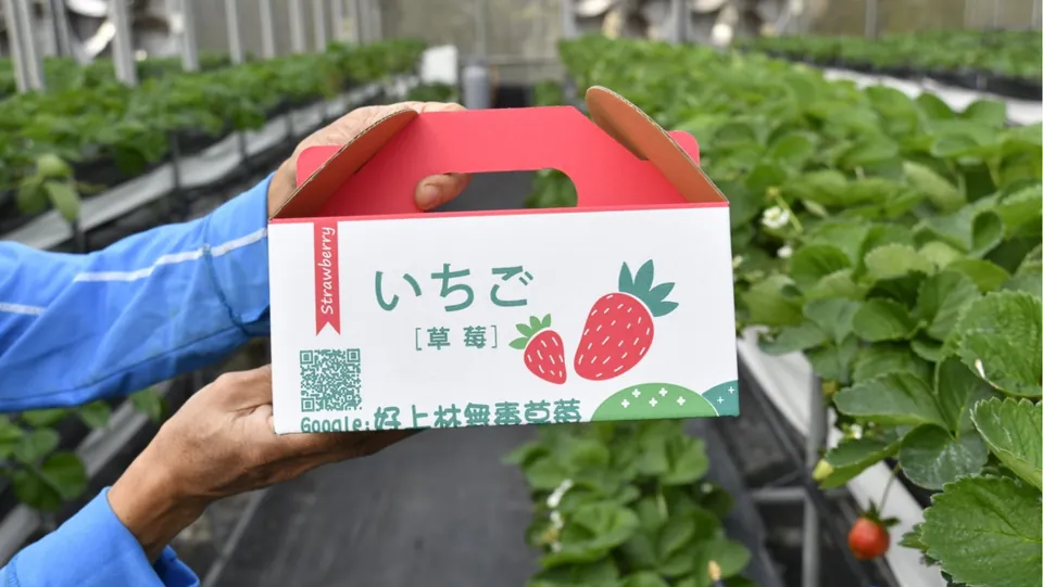 好上林無毒草莓園