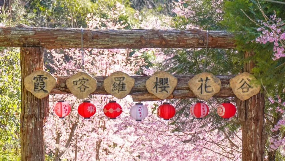 霞喀羅櫻花谷