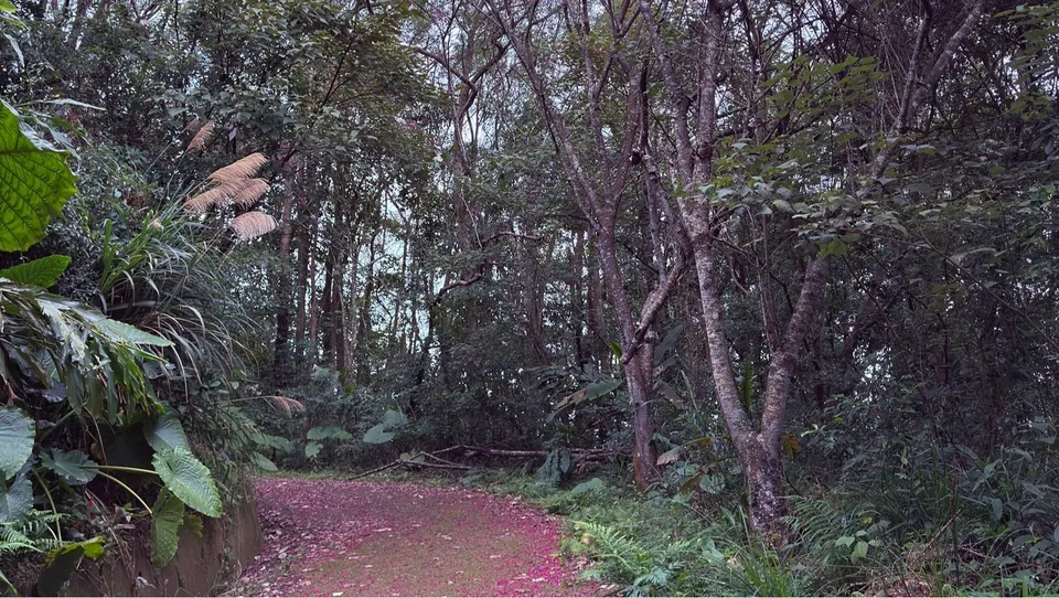 大山背櫻花步道