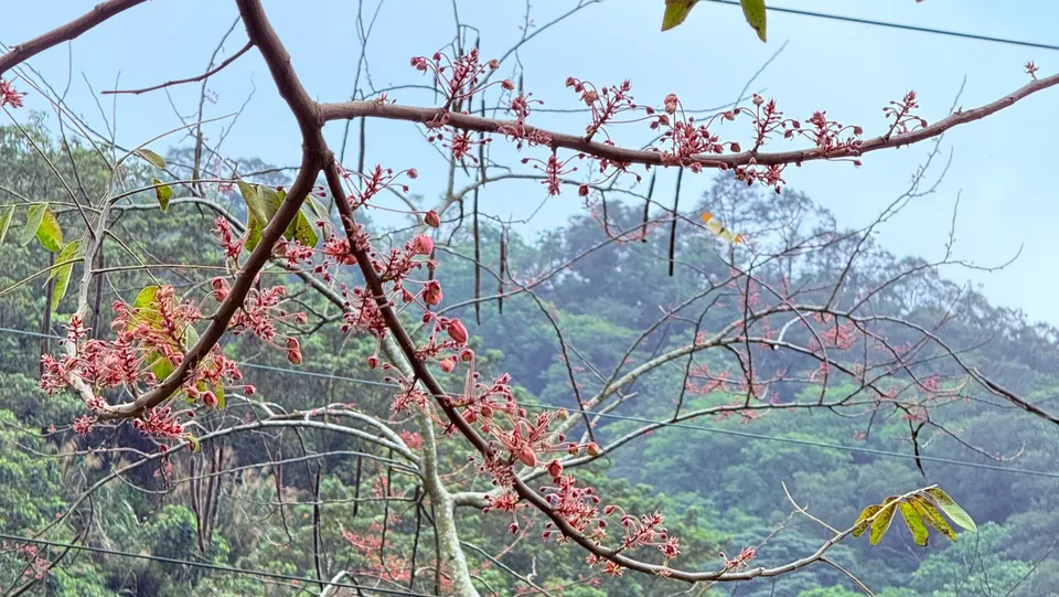 鹿寮坑花旗木秘境