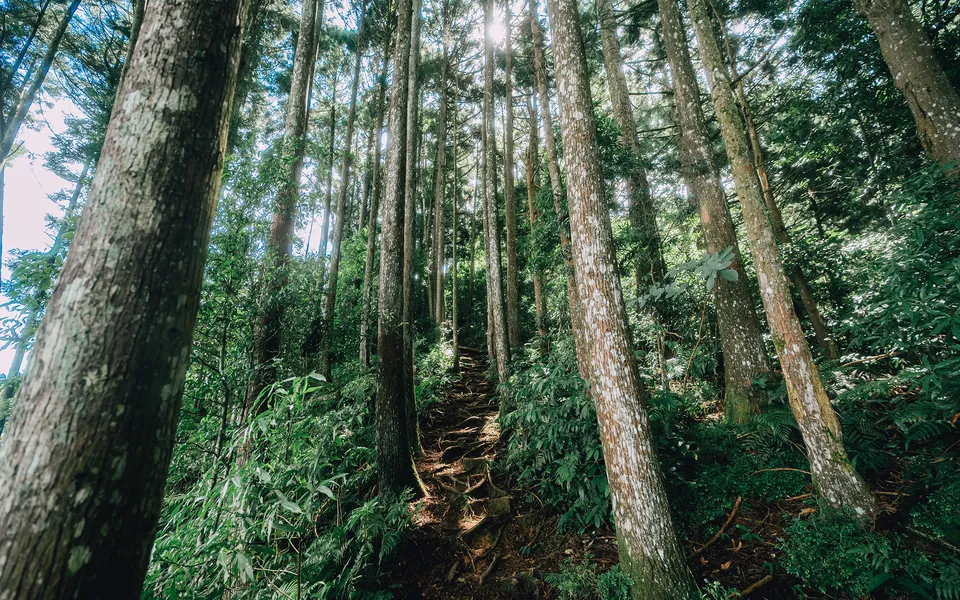 油羅山步道