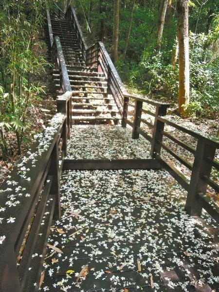 桐海秘境步道