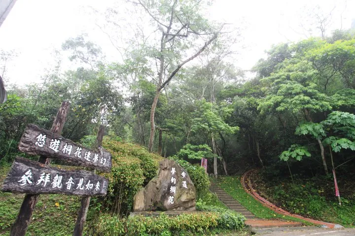 夢幻桐花步道