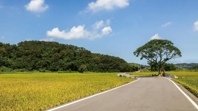 黃金一路-苗栗伯朗大道