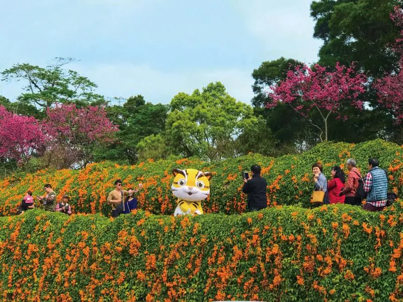 銅鑼炮仗花海公園