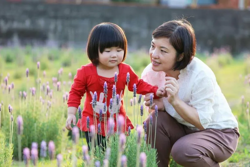 葛瑞絲香草田