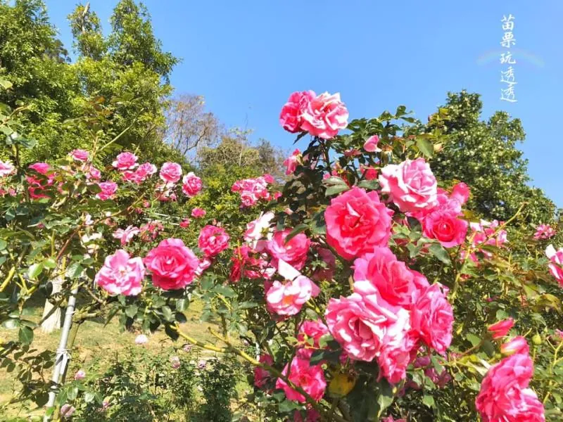 雅聞七里香玫瑰森林