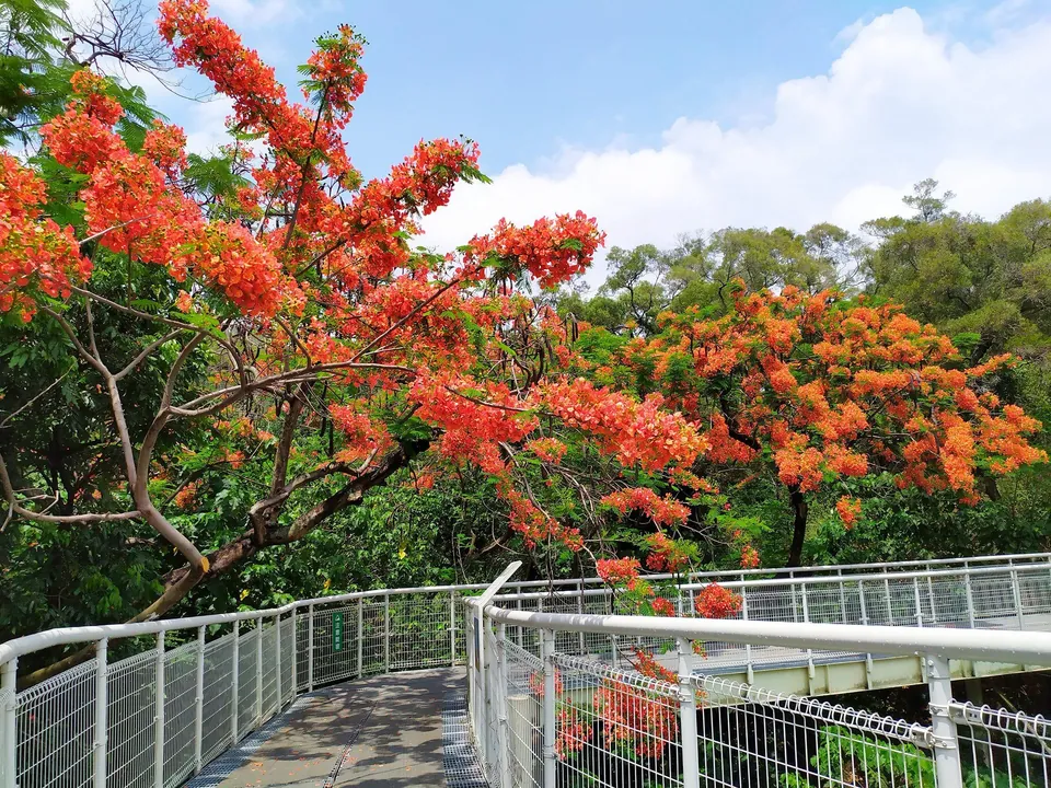 彰化鳳凰花季