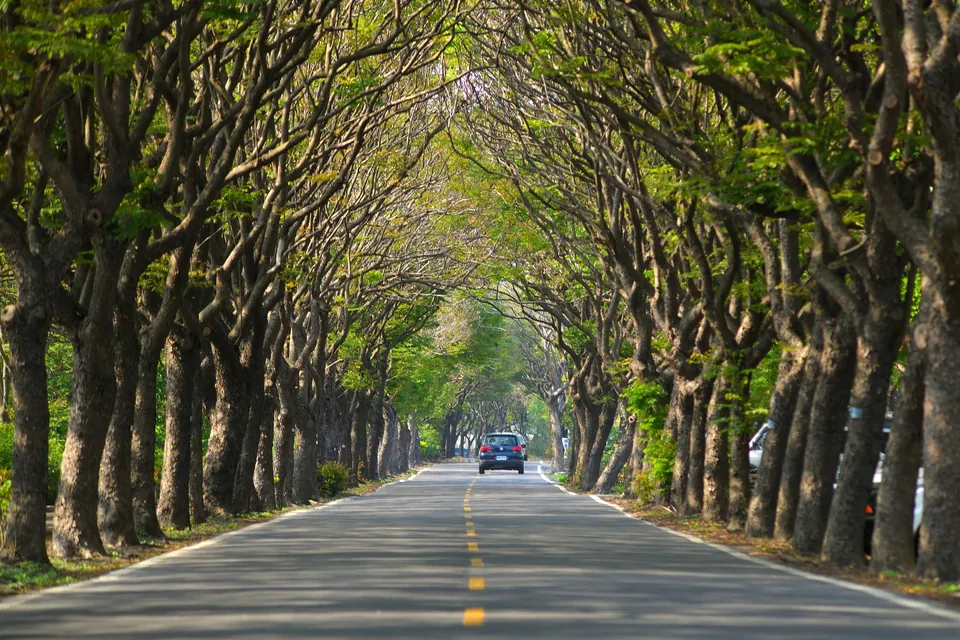 台灣欒樹綠色隧道