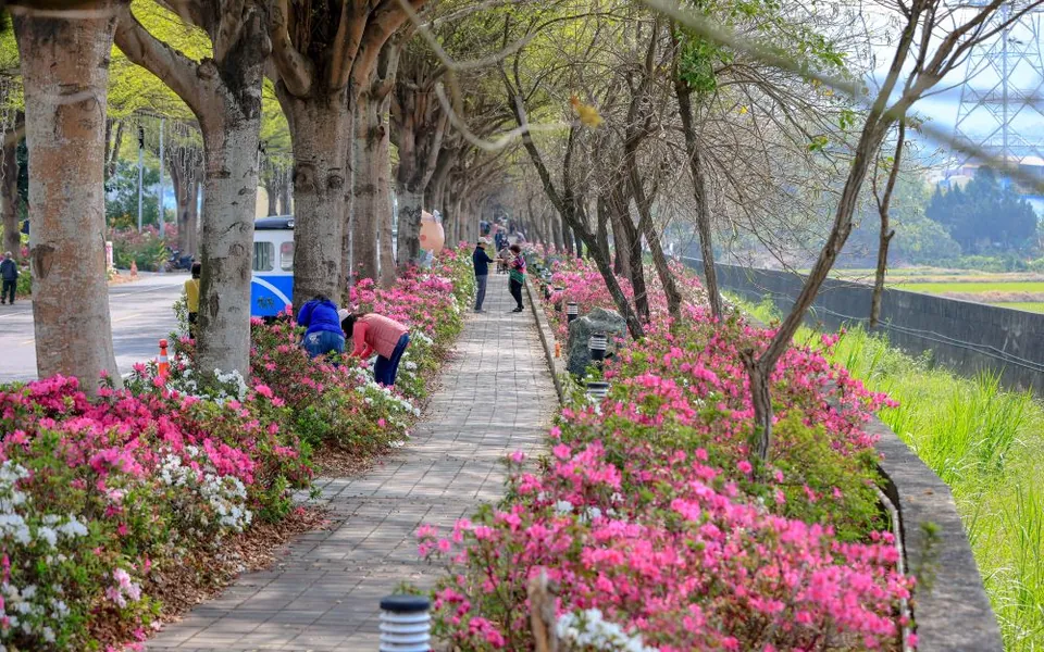 社頭杜鵑花大道