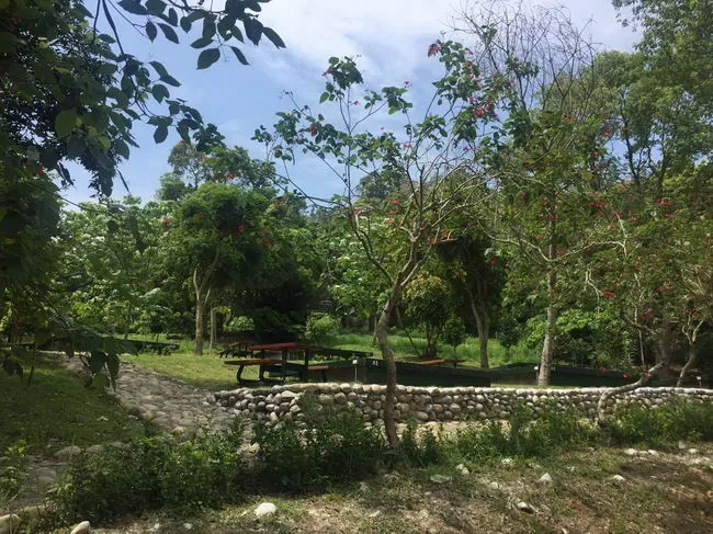 荷苞山桐花公園油桐花