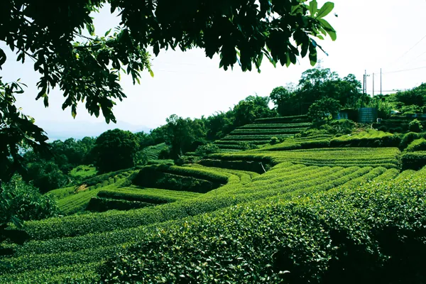 坪頂觀光茶園(茶葉推廣中心)