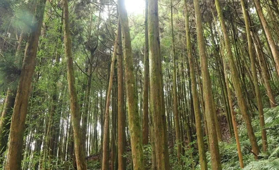 杉林步道