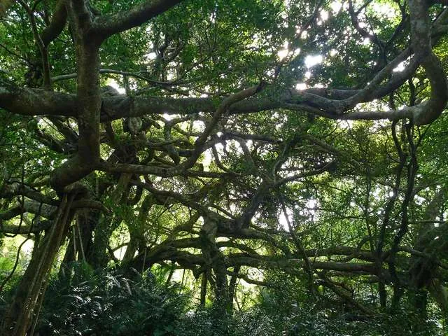 鸞山森林文化博物館