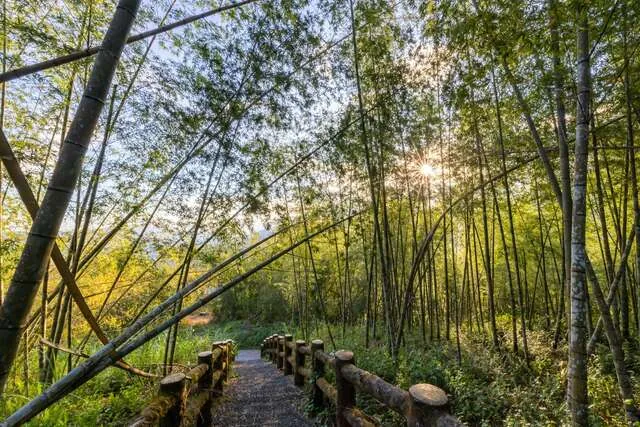 孟宗竹林步道