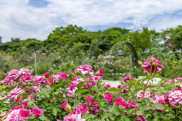 新生公園_玫瑰園