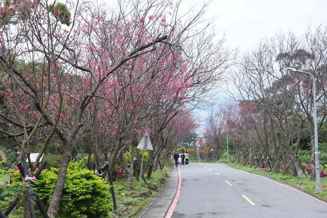 復興三路櫻花隧道