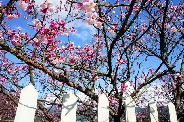 平菁街42巷櫻花