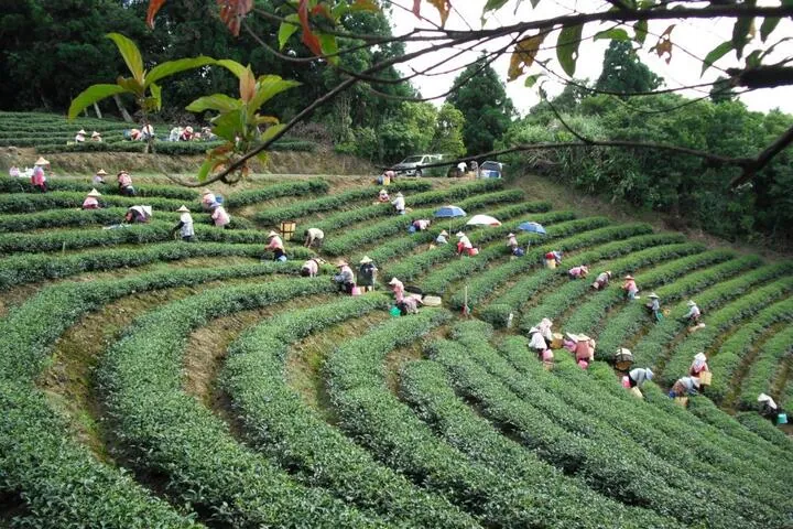 綠光農園
