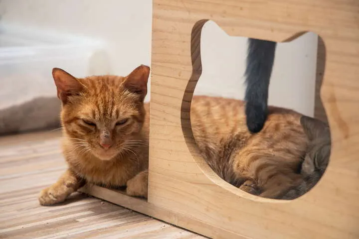 猴硐貓公所