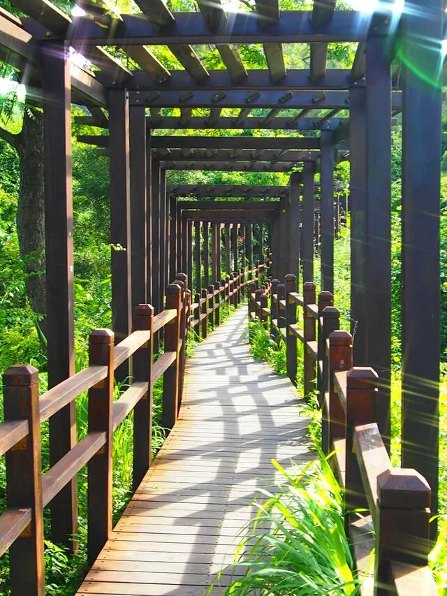 大坑10號登山步道(封閉中)