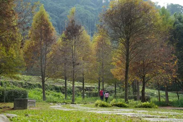 太平苗圃落羽松