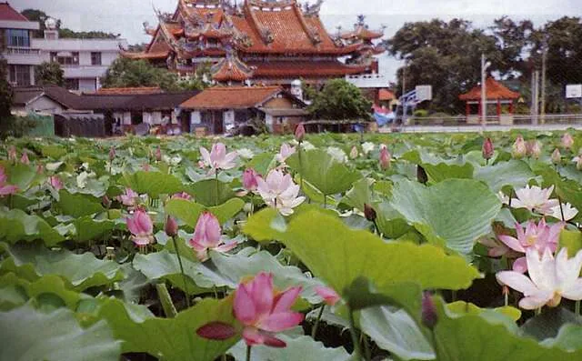 蓮潭
