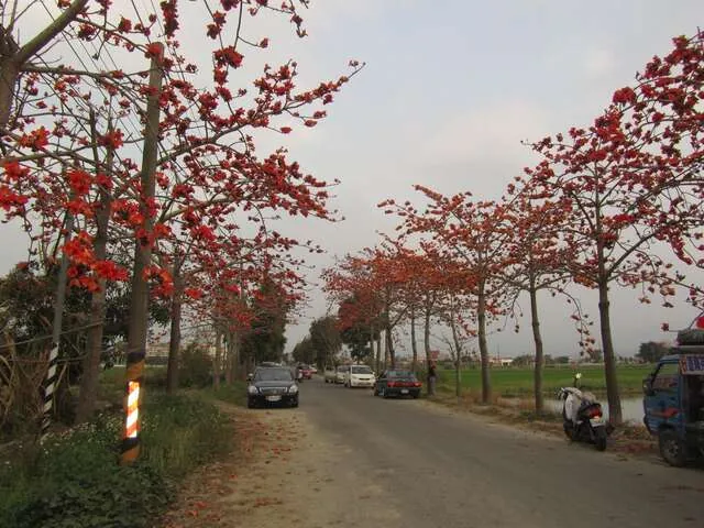 林初埤木棉花道