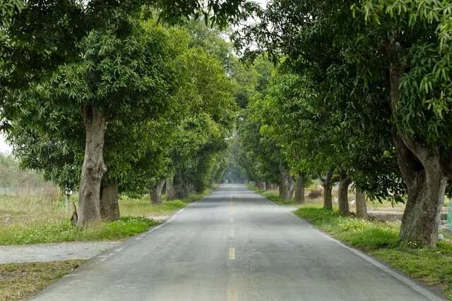 竹門綠色隧道