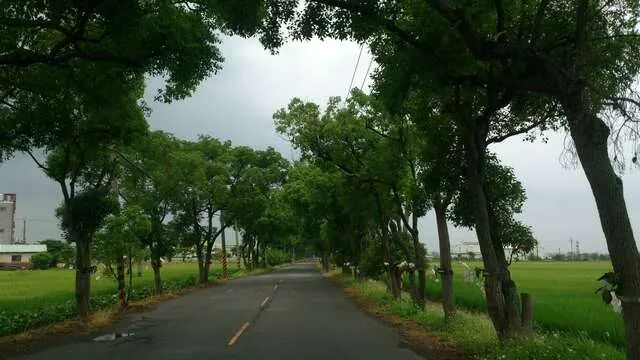 後壁上茄苳樟樹廊道