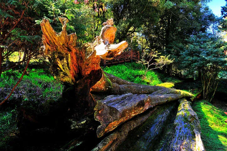 新八景之阿里山神木遺跡