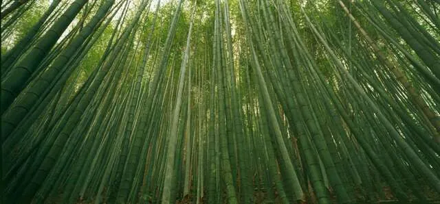 瑞太古道