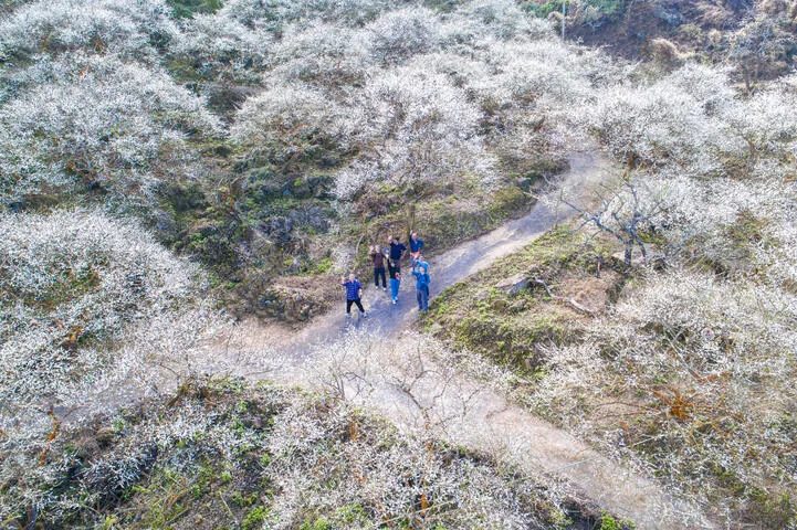 梅嶺風景區